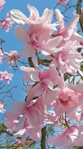 Outdoor poster magnolie - outdoor,