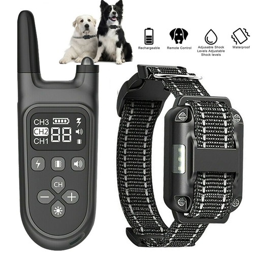 800m hund ausbildung - 800m,