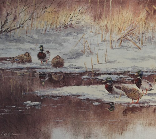 Stockenten winter x 37 - im,