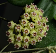 Hoya wachsblume rigida - ,