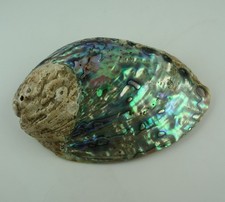 halb polierte Paua Muschel aus