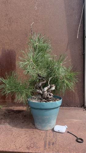 Bonsai kiefer - kiefer, (pinus)