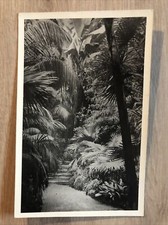 Palmengarten Frankfurt a. M. • Großes Palmenhaus • AK 1955 gel. • Stempel Messe