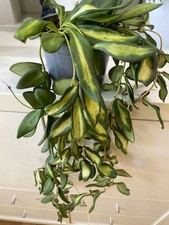 Hoya Burtoniae XL grosse