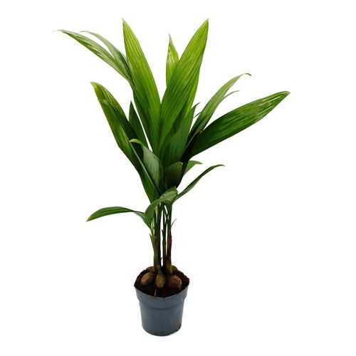 Betelnusspalme areca catechu - -,