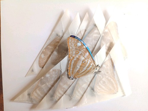 Morpho adonis rüden sp - 10,