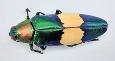 Buprestidae, Chrysochroa
