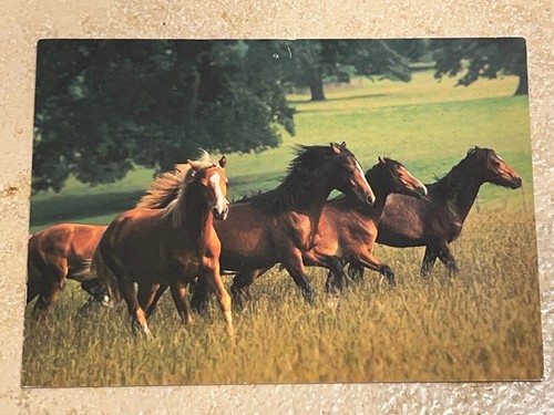 Pferdepostkarte pferde - pferdepostkarte,,