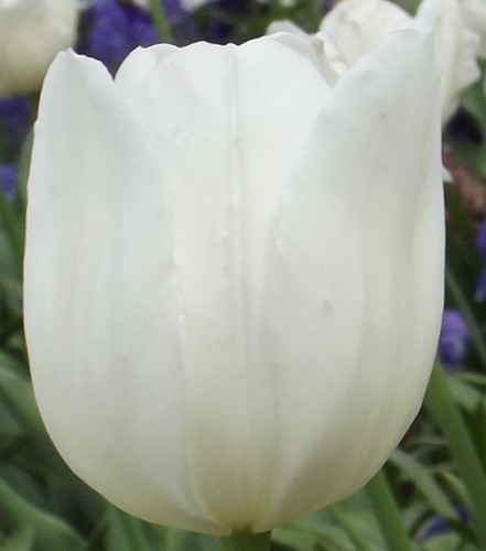 Tulpen - (◕‿◕)\@,