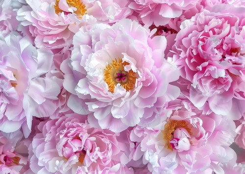 Elegantes wandbild mit rosa - wandbild,