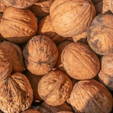 Walnuss Fernor veredelter Walnussbaum Juglans regia 