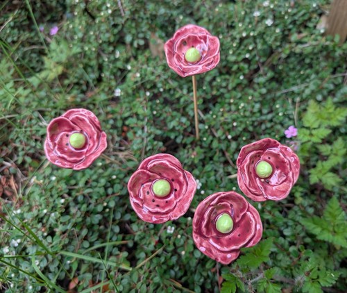 Blüten blümchen mohnblume - blüten,