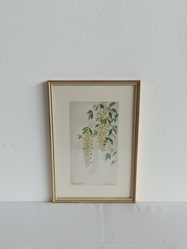 H235-Blumenbild-Alpen-Goldrege