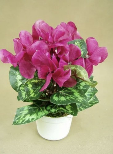 Alpenveilchen 36cm lila - , im