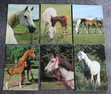 6 Postkarten Araber Pferd,Arabische Pferde,Tier,Tiere,Horse,AK,Ansichtskarte