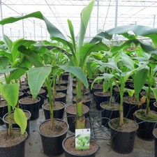 Banane Musa basjoo ca. 100 -