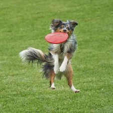 Dog Disc Naturgummi ø 15.cm