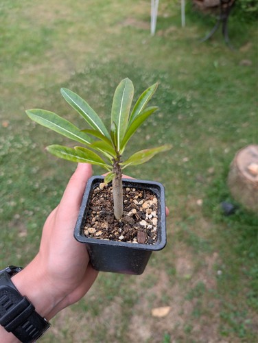 Pachypodium ruthenbergianum - pachypodium,