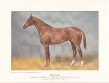 Rennpferd Derbysieger 1907