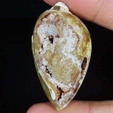 104.20 Cts Natürlich Fossil