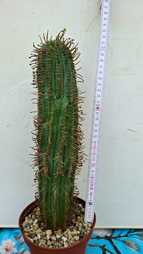 Euphorbia horrida - horrida, xl