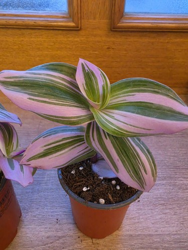 Tradescantia nanouk cuttings - nanouk,,