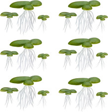 Schwimmpflanzen Miniteich Aquarium Teich Pflanzen