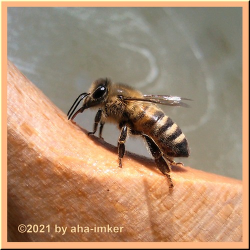 🐝Eiweißfutterteig invert