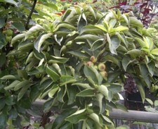 Malus pomzai zwerg - ®, zwerg-