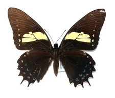 LEPIDOPTERA, PAPILIONIDAE