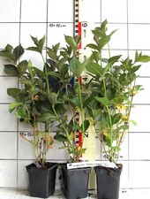 Weigelie florida "Ebony + Ivory" -  Weigeliensorte, braunrotes Laub, weiße Blüte