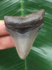 5,9 cm grauer Zahn des