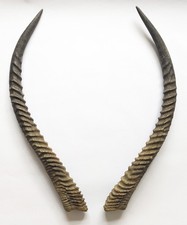 Wasserbockhörner 72 cm echte