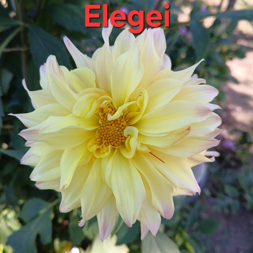 Dahlien samen gartenblumen - samen,