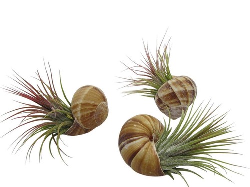 Schnecke helix pomatia 3er - helix,