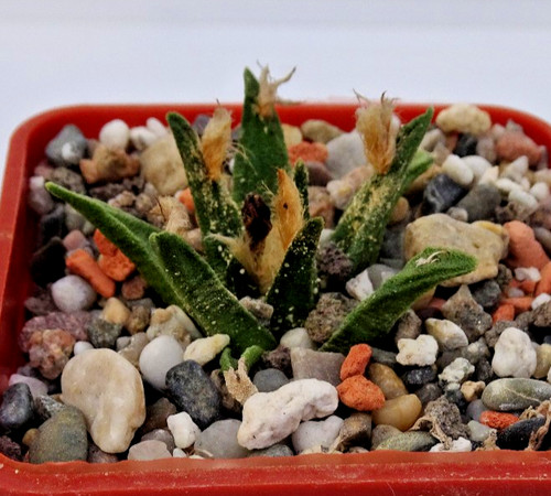 Kakteen kaktus - kaktus, –