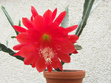 sehr schöner junger Epiphyllum Blattkaktus, ROTE BLÜTE - 10 - 20 cm hoch