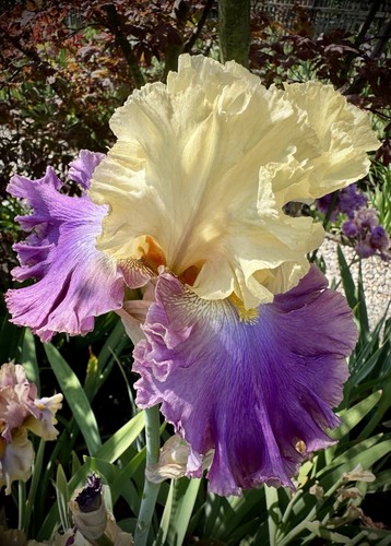 Schwertlilie iris word - schwertlilie, /