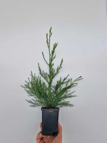 3st mammutbaum 40cm - mammutbaum, 20-40cm