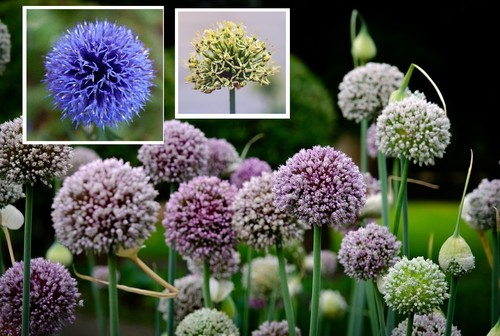 Winterhart mix allium - mix,