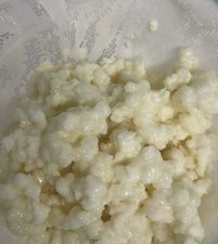 Bio-Kefir Milchkefir 40g