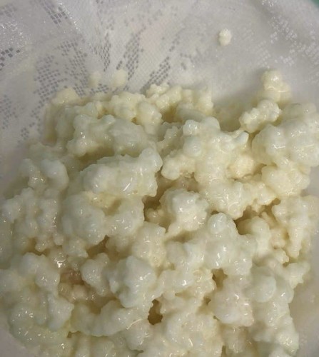 Bio kefir milchkefir 40g - bio-kefir,