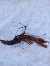 Aquariumwurzel Moorkienwurzel