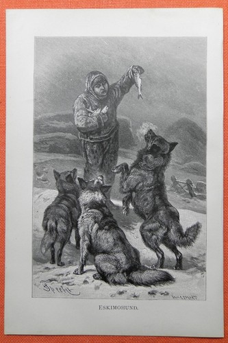Eskimohund schlittenhund - eskimohund,