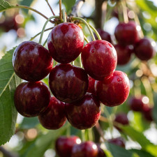 Kirschbaum Stella Süßkirsche