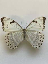 entomologie*Morpho catenaria