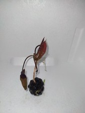 Nymphaea lotus - Roter