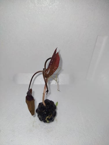 Nymphaea lotus roter - -,
