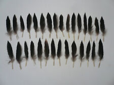 Basteln Hobby 30 Federn Bastelfedern Vogelfedern klein dunkel spitz