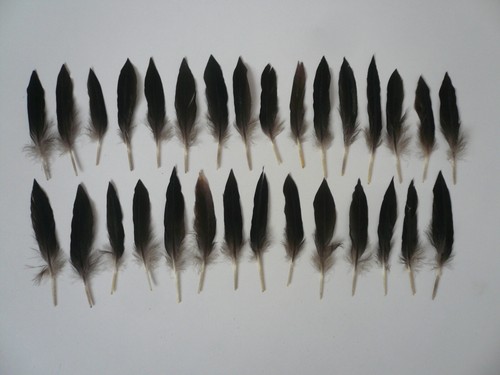 Basteln hobby federn - basteln,